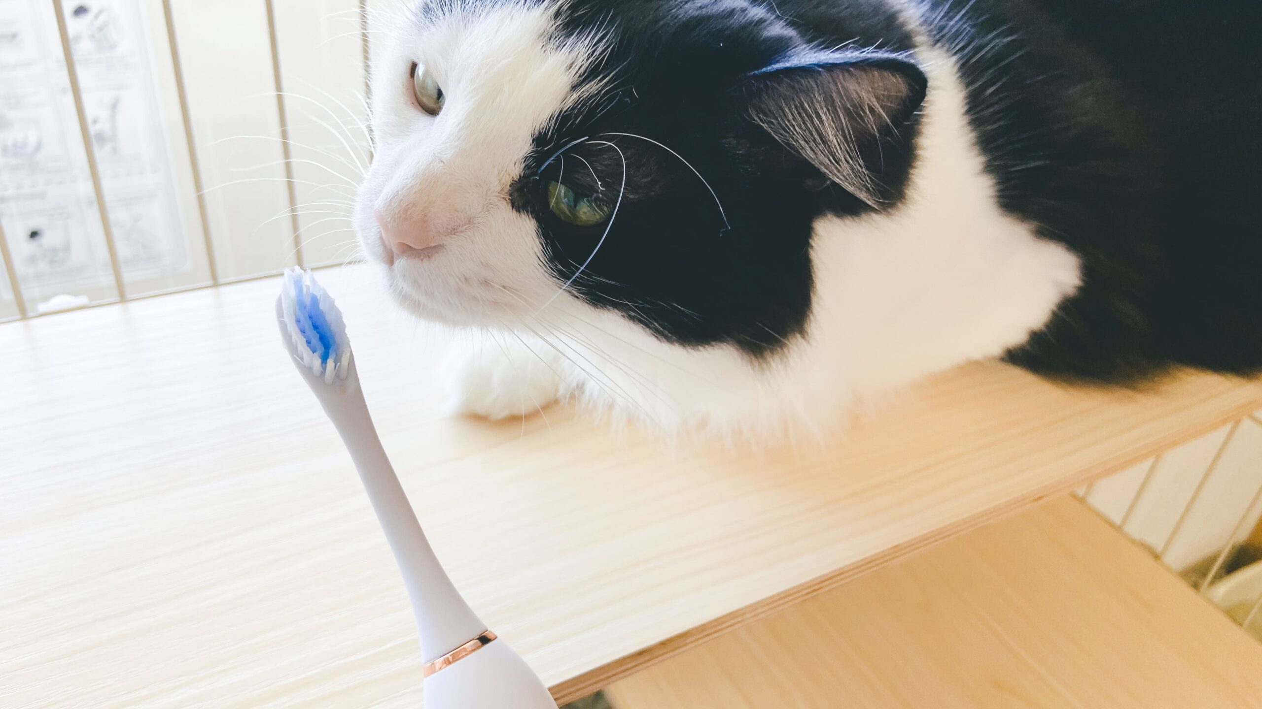 ガレイド電動歯ブラシを嗅いでいる猫